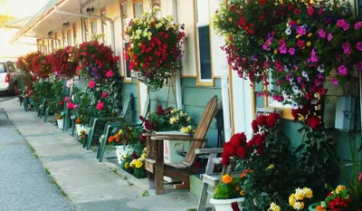 a bunch of flowers hanging from a building at Boundary Motel in Osoyoos