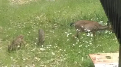 two deer grazing in the grass in a field at Gabriola Central B&B in Gabriola