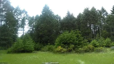 a field with trees and green grass and bushes at Gabriola Central B&B in Gabriola