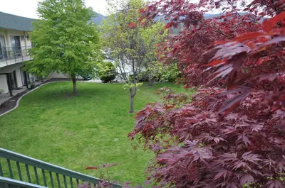 a view of a yard with trees and a house at Summerland Motel in Summerland
