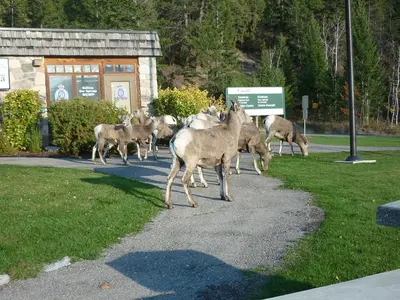 a herd of deer walking down a road at Motel Bavaria in Radium Hot Springs