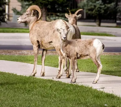 a couple of goats standing on a sidewalk at Crystal Springs Lodge in Radium Hot Springs