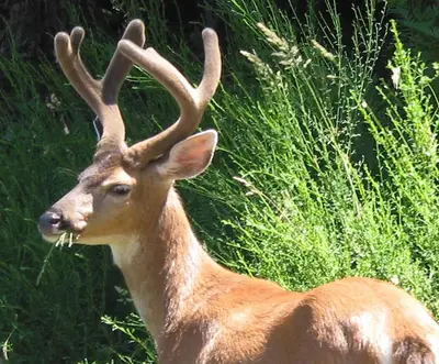 a deer with antlers standing in the grass at Sticks and Stones Cottage-Arbutus Grove in Galiano