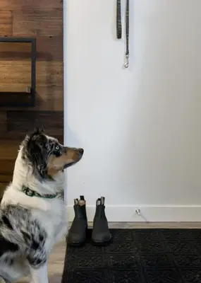 a dog sitting next to pairs of shoes at Snow Valley Lodging in Fernie