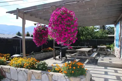 two bunches of pink flowers hanging over a picnic table at Plaza Motel in Penticton