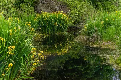 a body of water with yellow flowers and grass at Inn the Estuary in Nanoose Bay