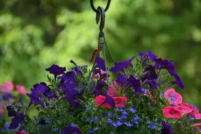 a bunch of colorful flowers in a garden at Grizzly Paw B&B in Clearwater
