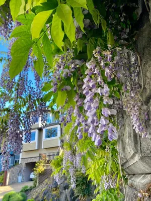 a bunch of purple flowers hanging from a tree at Eagle Rock Bed and Breakfast in Chemainus