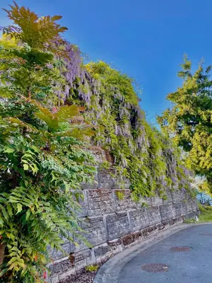 a stone wall with plants on it next to a street at Eagle Rock Bed and Breakfast in Chemainus