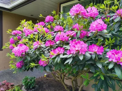 a bush of pink flowers in front of a house at Bed Plus YVR in Richmond