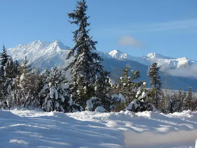 a group of trees in the snow with mountains at Mica Mountain Lodge & Log Cabins in Tete Jaune Cache