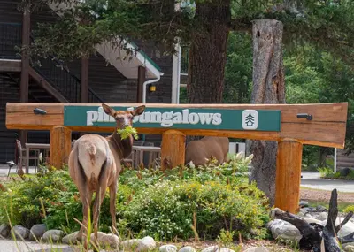 a deer standing next to a sign in a garden at Pine Bungalows in Jasper