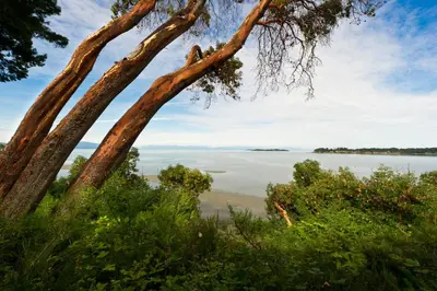 a view of the beach from a tree at Tigh-Na-Mara Seaside Spa Resort in Parksville