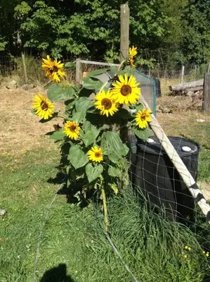 a bunch of sunflowers sitting on top of a fence at Shawnigan Hills Guest Suite in Shawnigan Lake
