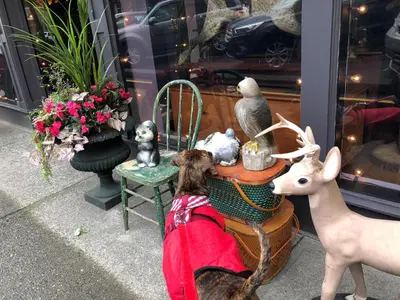 a dog sitting in a chair looking at a shop window at Holiday House Motel in Ladysmith