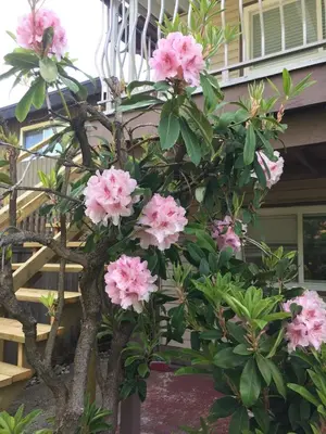 a tree with pink flowers in front of a house at Orchid House near Vancouver YVR Airport in Richmond