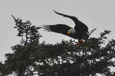 a bald eagle perched on top of a tree at Black Rock Oceanfront Resort in Ucluelet