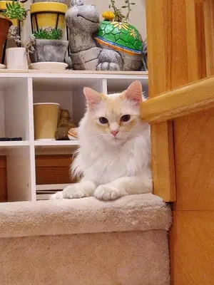 a white cat sitting on the step of a cabinet at Helen's House / Close to Skytrain and Airport in Vancouver