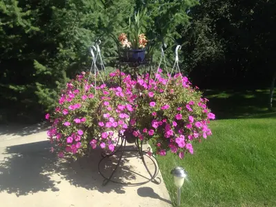 a flower basket filled with pink flowers in a yard at Eagle's Nest B&B in Lake Country