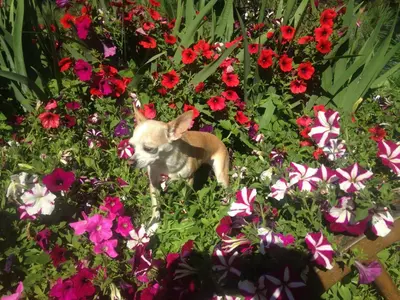 a small dog standing in a field of flowers at Eagle's Nest B&B in Lake Country