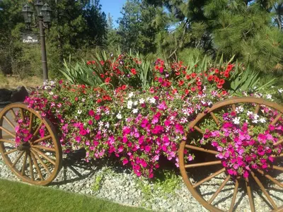 a garden with two wooden carts filled with flowers at Eagle's Nest B&B in Lake Country