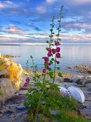 a flower growing on the rocks near the water at Blitz Beach House Oceanside Suite in Powell River