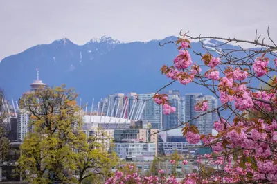 a city with pink flowers in front of a mountain at Holiday Inn & Suites Vancouver Downtown by IHG in Vancouver