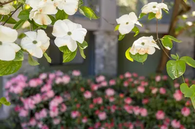 a bunch of white flowers in a garden with pink flowers at Accent Inns Burnaby in Burnaby