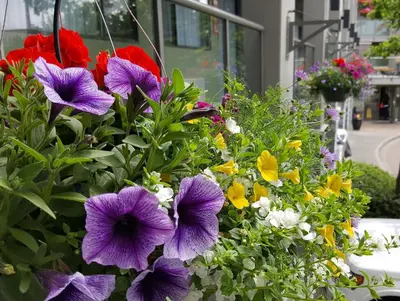 a bunch of colorful flowers in a garden at Accent Inns Victoria in Victoria