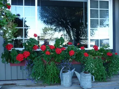a window box filled with red flowers on a house at Driftwood by the Sea Inn in Campbell River