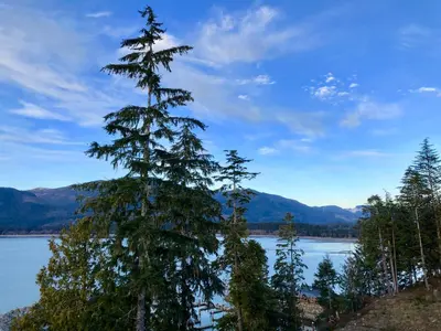 a tree on the shore of a lake at Port Renfrew Vacation Rentals in Port Renfrew
