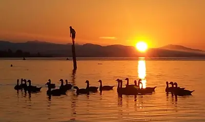 a group of ducks in the water at sunset at Skylite Motel in Parksville