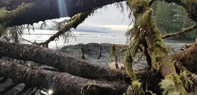 a view of the beach through the branches of a tree at Newfie Seaside Retreat in Port Renfrew