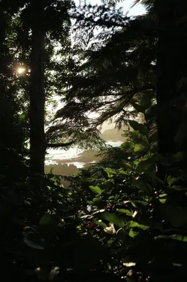a view of the sun through the trees at Le Chalet Waterfront Retreat in Ucluelet