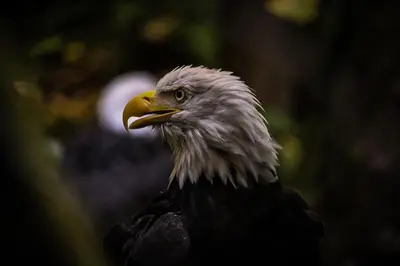 a close up of a bird with a yellow beak at Pluvio restaurant and rooms in Ucluelet