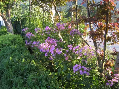 a bunch of purple flowers in a garden at Slumber Lodge in Hope