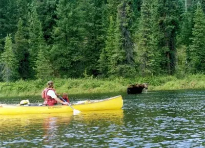 a person in a yellow kayak in the water with a bear at Williston Lake Resort in Hudson Hope