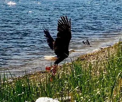 a bird standing on the shore of a body of water at Frigon Suite -Waterfront in Port Alice