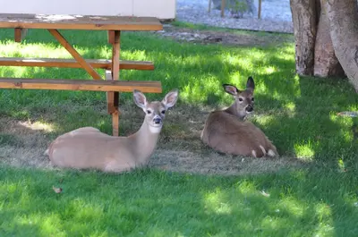 two deer laying in the grass next to a picnic table at Western Traveller Motel in Grand Forks