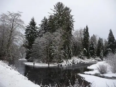 a snow covered forest with a river and trees at Pioneer Inn by the River in Port Hardy