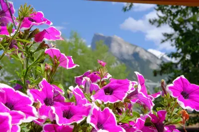a bunch of pink flowers with a mountain in the background at Riverfront Estate Bed&Breakfast Banff in Banff