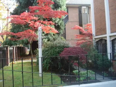a tree with red leaves in front of a building at HI Vancouver Downtown - Hostel in Vancouver