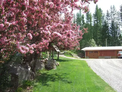 a tree with pink flowers next to a building at North Star Motel in Kimberley