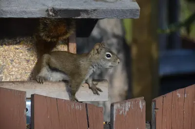 a small squirrel standing on a bird feeder at Northway Motor Inn in Dease Lake