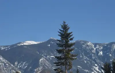 a pine tree in front of a mountain at Skimmerhorn Inn in Creston