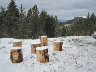 a group of tree stumps in the snow at Wild Nature B&B in Kelowna
