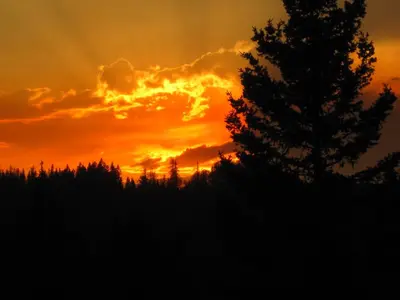 a sunset with a tree in the foreground at Wild Nature B&B in Kelowna