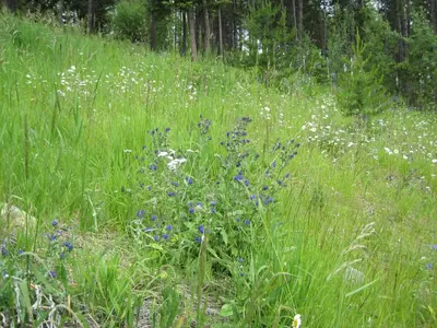a field of tall green grass with blue flowers at Wild Nature B&B in Kelowna