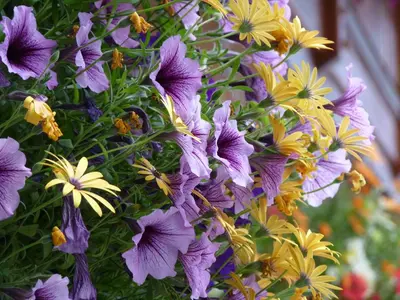 a bunch of purple flowers on a plant at Gateway Motel in Radium Hot Springs