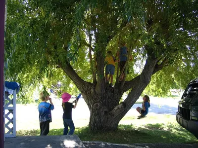 a group of children playing in a tree at Mountain Springs Motel in Radium Hot Springs